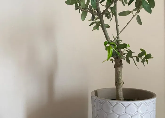 Апартаменты Seta Luxury